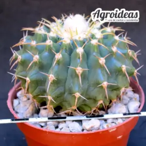Discocactus placentiformis MØ-8,5cm