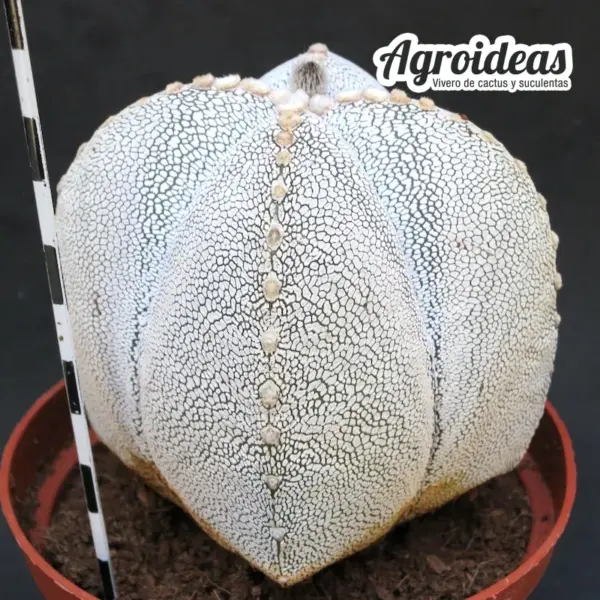 Astrophytum onzuka var. quadricostatum "Ejemplar" MØ-11cm - Imagen 2