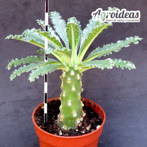 Dorstenia lavrani - Imagen 2