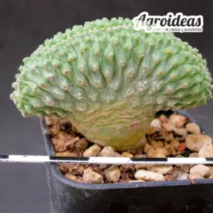 Strombocactus disciformis "cristata" seedling/de semilla