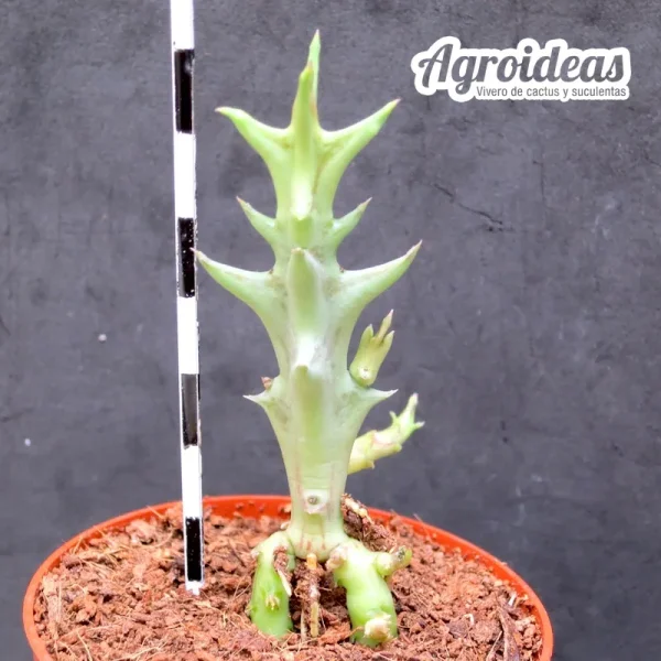 Orbea maculata ssp. maculata - Imagen 2
