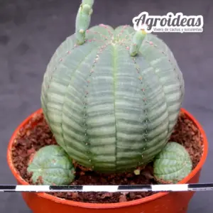 Euphorbia obesa «Caespitosa»