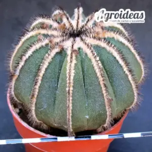 Uebelmannia pectinifera var. multicostata "M-8,5 cm"