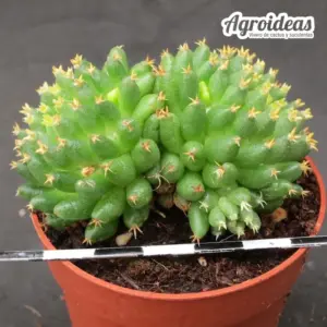 Mammillaria camptotricha cv. Bru "Selección"