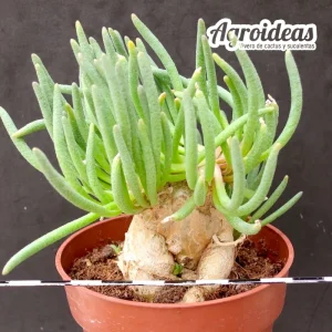 Phyllobolus pearsonii x resurgens