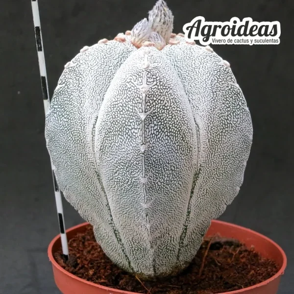 Astrophytum V-Zuka "Ejemplar" - Imagen 2