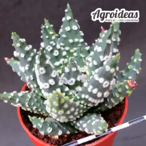 Haworthia pumila "Selección"