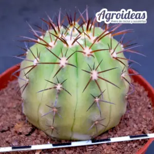 Copiapoa híbrida sp. "Ejemplar M-11 cm"