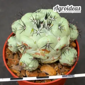 Ortegocactus macdougallii "Selección ejemplar"