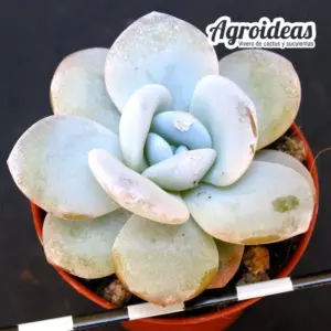 Echeveria laui