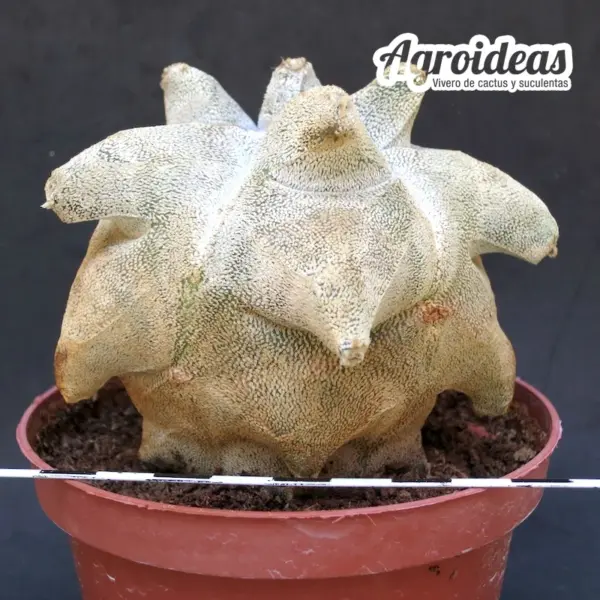 Astrophytum "kikko" coahuilense, Gran ejemplar MØ-11cm - Imagen 2