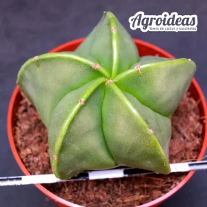 Astrophytum myriostigma var. nudum