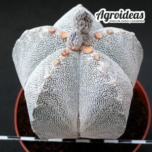Astrophytum V-Zuka "Ejemplar"