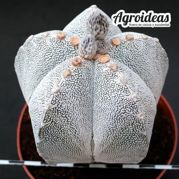 Astrophytum V-Zuka "Ejemplar"