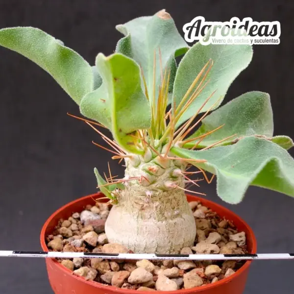 Pachypodium namaquanum - Imagen 2