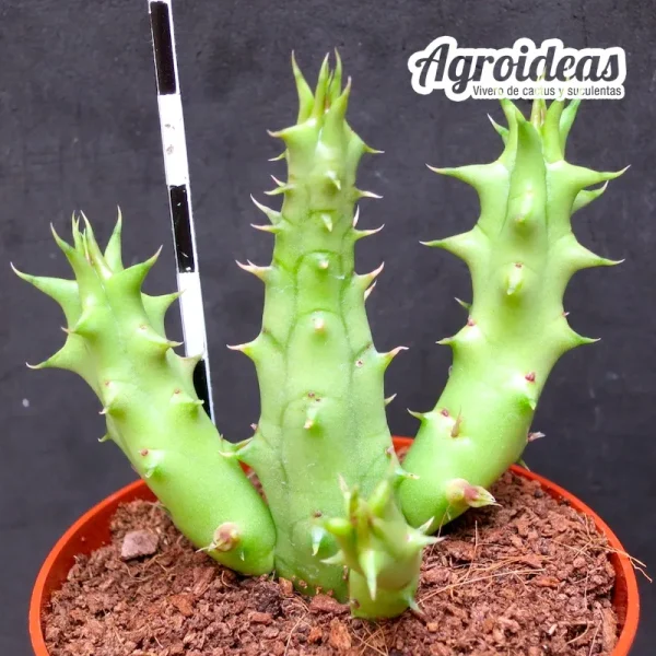 Huernia concinna - Imagen 2