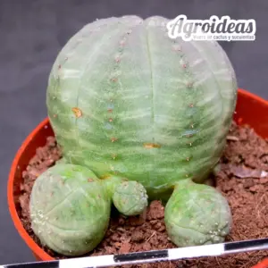 Euphorbia obesa «Caespitosa»