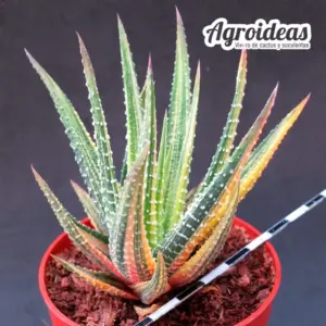 Haworthia attenuata v. radula "Variegata"