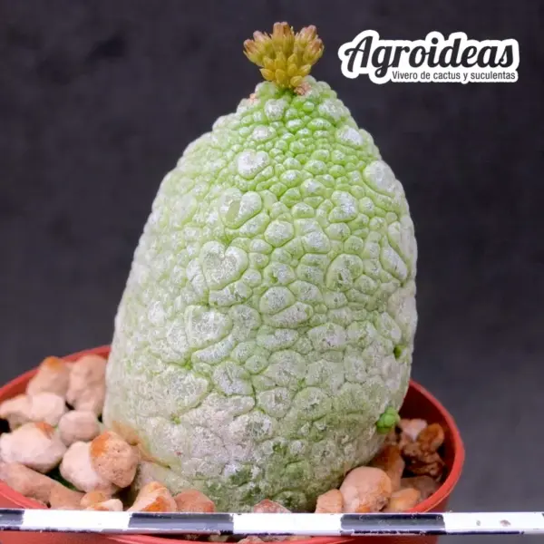 Pseudolithos migiurtinus X caput-viperae "Ejemplar" - Imagen 2