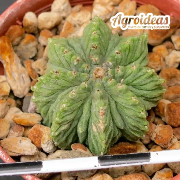 Aztekium ritterii - Cactus Agroideas
