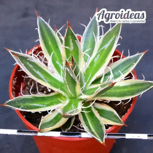 Agave schidigera cv. "Shira Ito No Hoi" - Imagen 2