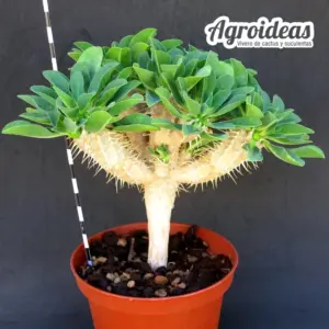 Euphorbia guillauminiana "Gran ejemplar"