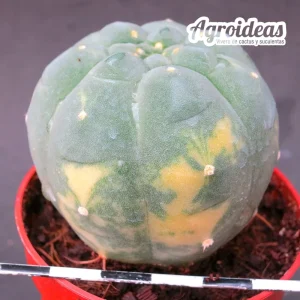Matucana madisoniorum "Variegata"