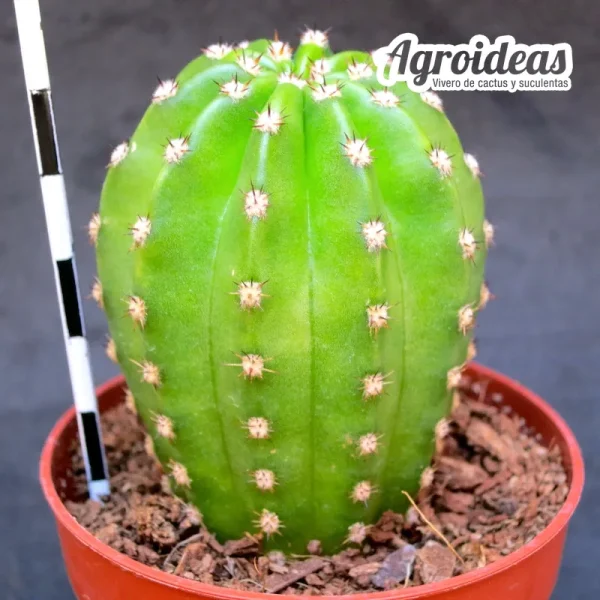 Trichocereus papageno "Flor amarilla" - Imagen 2