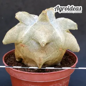 Astrophytum "kikko" coahuilense, Gran ejemplar MØ-11cm