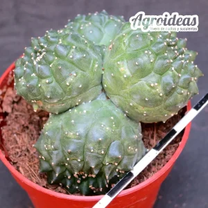 Euphorbia gymnocalycioides «Kikko» Selección