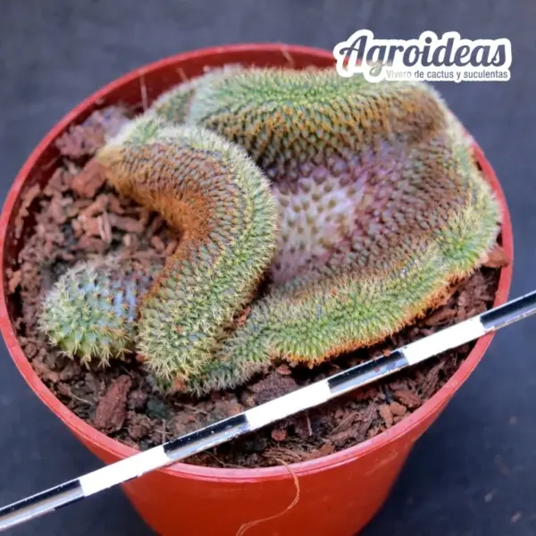 Frailea mammifera "cristata"
