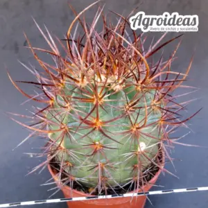 Echinocereus lindsayi "Gran Ejemplar"