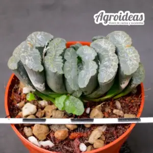 Haworthia truncata "Dai San Gen" Selección