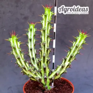 Euphorbia sp. nova, Somalia