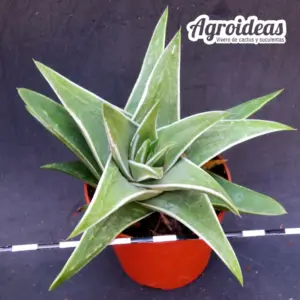Haworthia marginata "White edge"