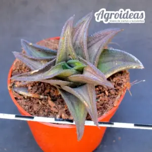 Haworthia cv. "Biedes"