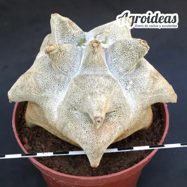 Astrophytum "kikko" coahuilense, Gran ejemplar MØ-11cm - Imagen 3