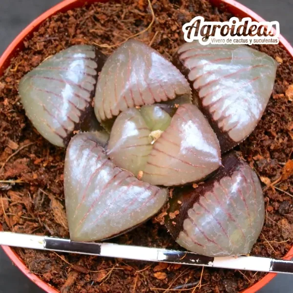 Haworthia "Nichigetsutan" - Imagen 2