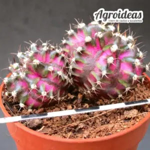 Gymnocalycium "T-Rex" selección