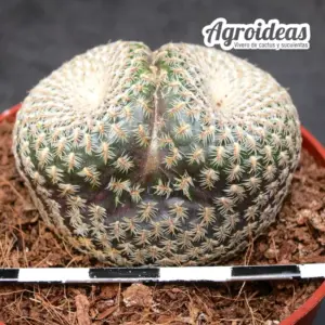 Sulcorebutia heliosoides "Selección"