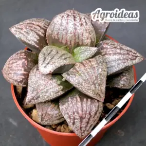 Haworthia cv. "Picsplendens"