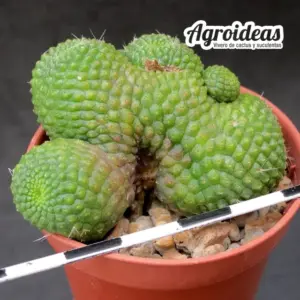 Rebutia krainziana "fr. nuda & cristata"