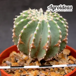 Geohintonia mexicana "M-6,5 cm"