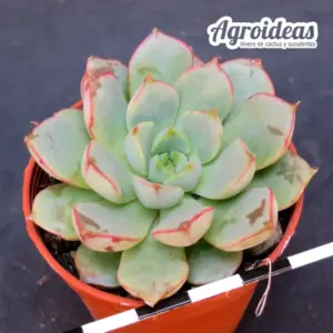 Echeveria "Nacre"