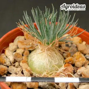 Ornithogalum sardienii