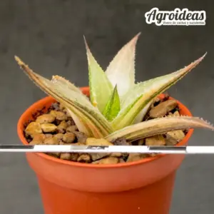 Haworthia tessellata "Variegata"