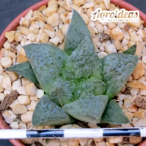 Ariocarpus fissuratus
