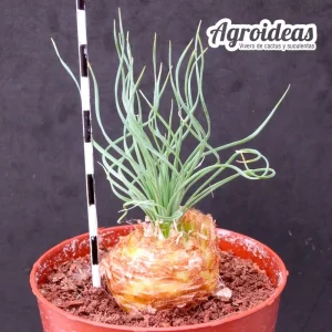 Ledebouria leptophylla