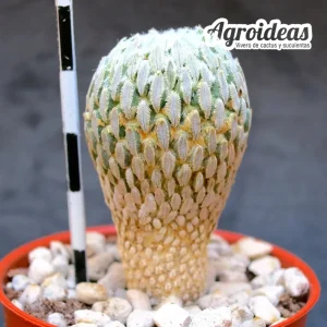 Pelecyphora aselliformis