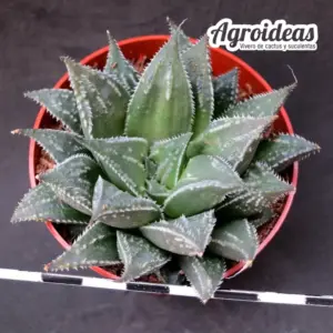 Haworthia emelyae "Rooiberg Pass"